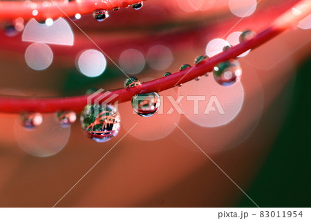 情熱の花 83011954