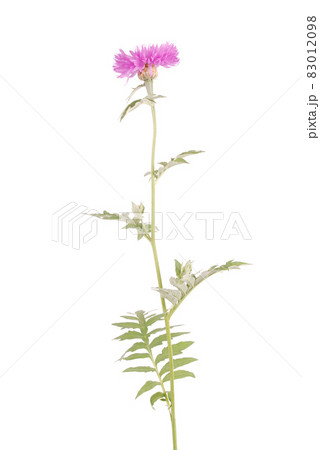 Flowers of centaurea dealbata 83012098