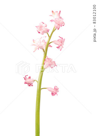 Close up of pink bluebell, also known as pink hyacintoides Close up of pink bluebell, also known as pink hyacintoides 83012100