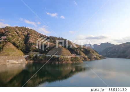 満開の山桜とダム湖 満開の山桜とダム湖 83012139