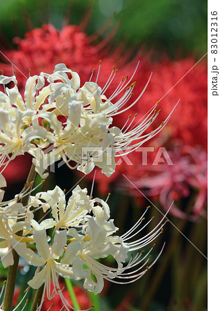 情熱の花 83012316
