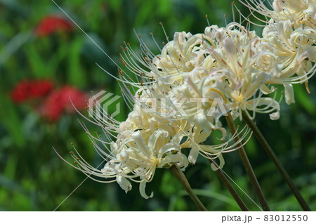 情熱の花 情熱の花 83012550