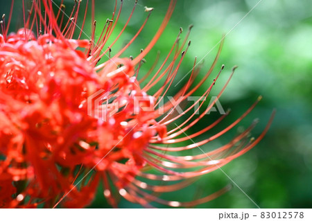 情熱の花 83012578