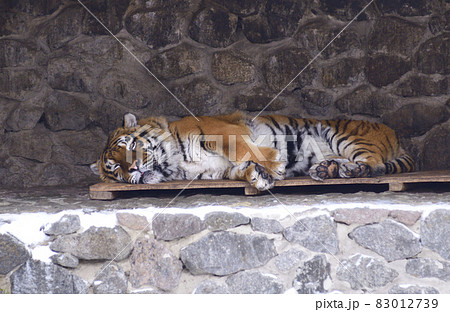 Tiger sleeping on a wooden pallet in the outdoor municipal zoo aviary Tiger sleeping on a wooden pallet in the outdoor municipal zoo aviary 83012739