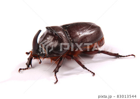 Rhinoceros beetle (Oryctes nasicornis) Rhinoceros beetle (Oryctes nasicornis) 83013544