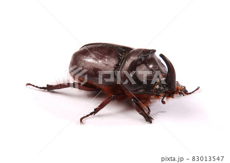 Rhinoceros beetle (Oryctes nasicornis) 83013547