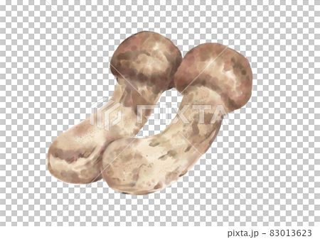 2 matsutake mushrooms 2 matsutake mushrooms 83013623