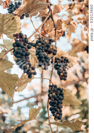 Lush bunches of wine grapes hanging on the vine. 83013660