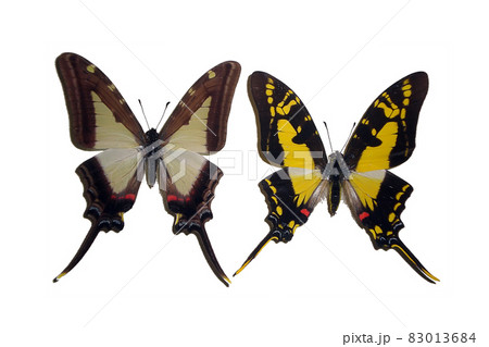Exotic insects (butterflies, beetles, spiders, scorpions) isolated on white background. Two beautiful exotic butterflies isolated on a white background. Photo for design 83013684