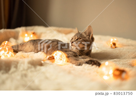lazy gray tabby kitten relaxing on a soft knitted blanket on a sofa decorated with LED lights on light background. lazy gray tabby kitten relaxing on a soft knitted blanket on a sofa decorated with LED lights on light background. 83013750