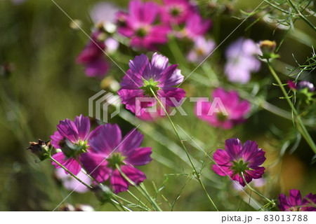 赤紫のコスモスの花 83013788
