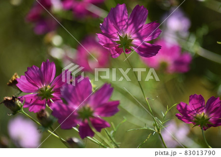 赤紫のコスモスの花 83013790