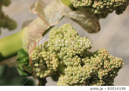 ルバーブの花蕾（花のつぼみ） 83014196