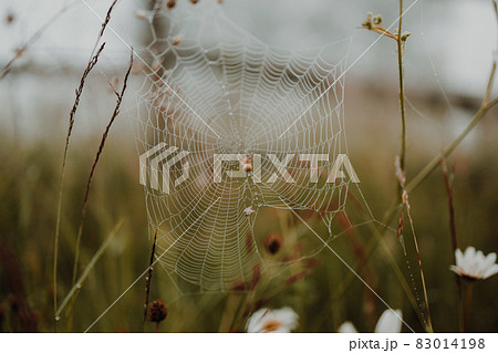 Brown spider weaves a web with dew drops in a foggy forest 83014198