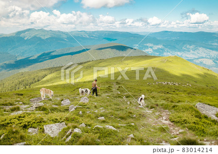 Big flock of white sheep grazing with shepherd and sheepdog in a field under the beautiful sky. Panoramic wide view Big flock of white sheep grazing with shepherd and sheepdog in a field under the beautiful sky. Panoramic wide view 83014214