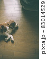 気持ち良さそうに寝ているキャバリア犬 83014529