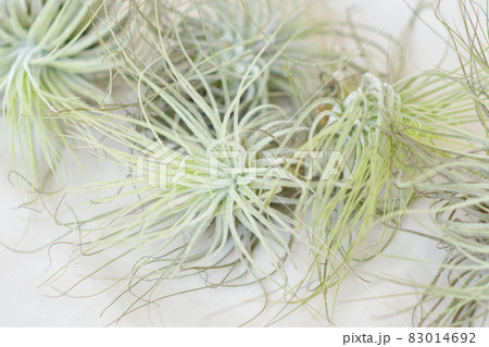 Tillandsia air plants on a white background Tillandsia air plants on a white background 83014692