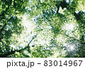 木漏れ日が眩しかった夏の日 83014967