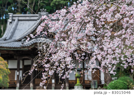【修善寺の枝垂桜】 83015046