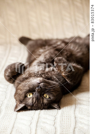 Cat with funny face lying down on bed his belly up 83015374