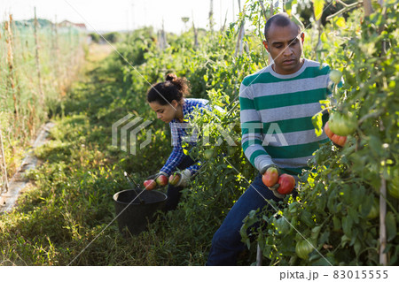 Positive latino man harvesting ripe red tomatoes on the field Positive latino man harvesting ripe red tomatoes on the field 83015555