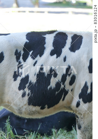 まだら模様の牛の胴体 83016124