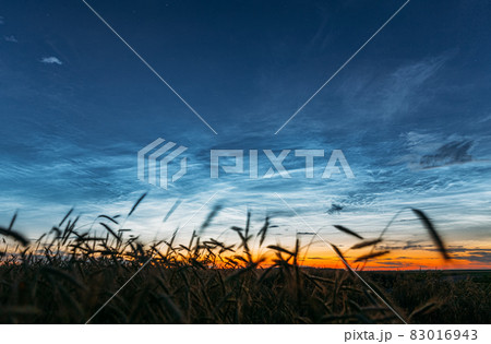 Night Starry Sky With Glowing Stars Above Countryside Landscape. Noctilucent Clouds Above Rural Wheat Field In Summer 83016943