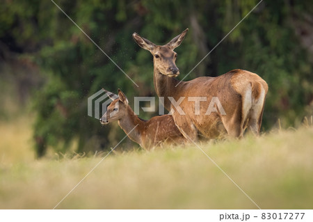 Two red deer standing on field in summertime nature 83017277