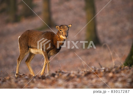 Female mouflon walking in forest in autumn sunlight 83017287