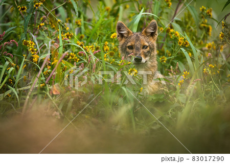 Golden jackal peeking out of long grass in summer. 83017290