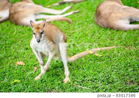 ぐうたらな連中が多い中、一匹だけ元気なカンガルー 83017386