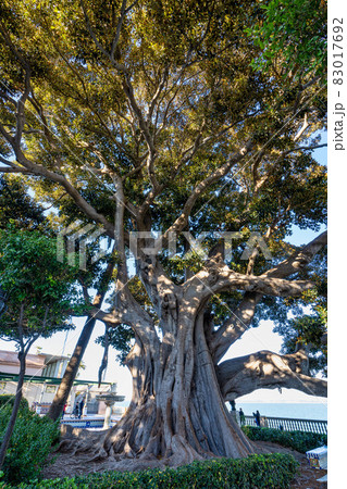 Alameda de Apodaca, a public park in Cadiz, Andalucia, Spain. Alameda de Apodaca, a public park in Cadiz, Andalucia, Spain. 83017692