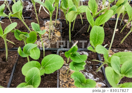 generic seedlings in pots in a store tray - close-up view 83017827
