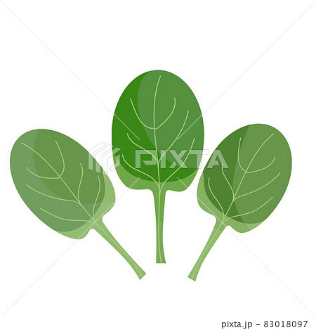 Green spinach, eco vegan food, isolated on white 83018097