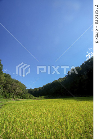 実りの秋の狭山丘陵 青空の稲刈りのころの岸たんぼ 実りの秋の狭山丘陵 青空の稲刈りのころの岸たんぼ 83018552