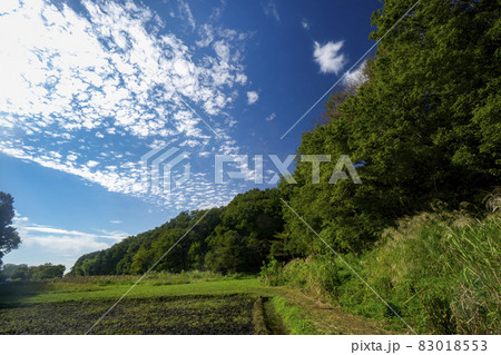 実りの秋の狭山丘陵　青空の稲刈りのころの岸たんぼ 83018553
