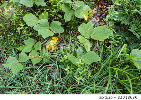 【白山白川郷ホワイトロード】草に埋もれかけた標杭 83018630