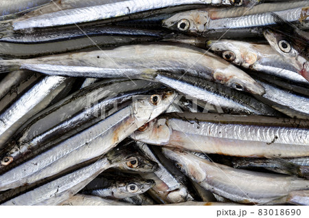 キビナゴ キビナゴ 83018690