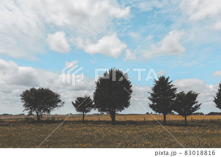 Flowery landscape in vintage color effect Flowery landscape in vintage color effect 83018816
