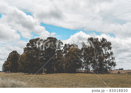 Flowery landscape in vintage color effect Flowery landscape in vintage color effect 83018830