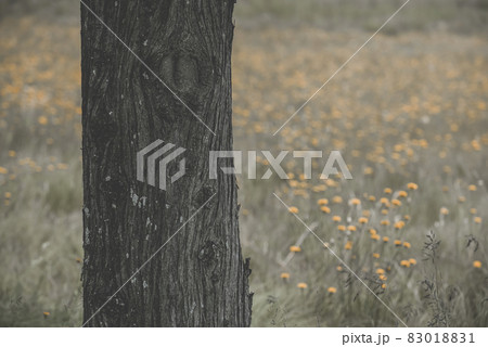 Flowery landscape in vintage color effect Flowery landscape in vintage color effect 83018831