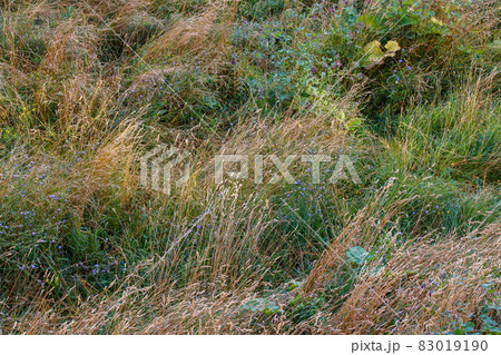 mixed wild green and dry yellow grass late summer afternoon mixed wild green and dry yellow grass late summer afternoon 83019190