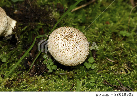 ホコリタケの仲間 ホコリタケの仲間 83019905