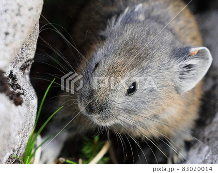 今年生まれのナキウサギ 83020014