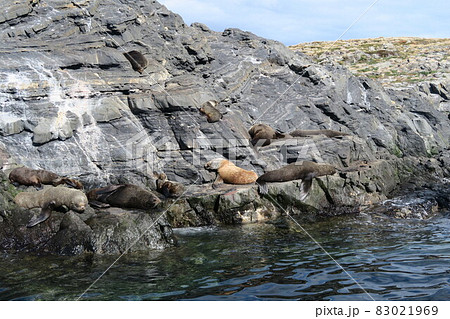 ビーグル水道クルーズ ビーグル水道クルーズ 83021969