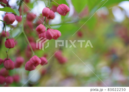 マユミの実　 83022250