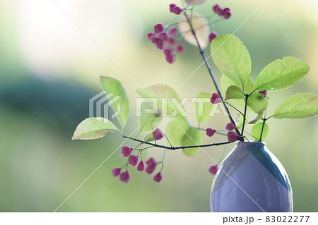 マユミの実の切り花 花瓶に挿したマユミ マユミの実の切り花 花瓶に挿したマユミ 83022277