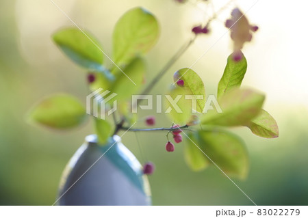 マユミの実の切り花 花瓶に挿したマユミ の写真素材