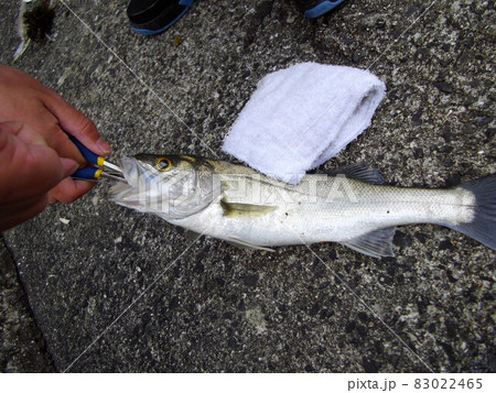 釣れたスズキ（セイゴ）の針を外しています 83022465