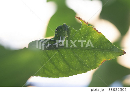 レモンの木で暮らす、キアゲハの幼虫 83022505